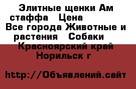 Элитные щенки Ам.стаффа › Цена ­ 25 000 - Все города Животные и растения » Собаки   . Красноярский край,Норильск г.
